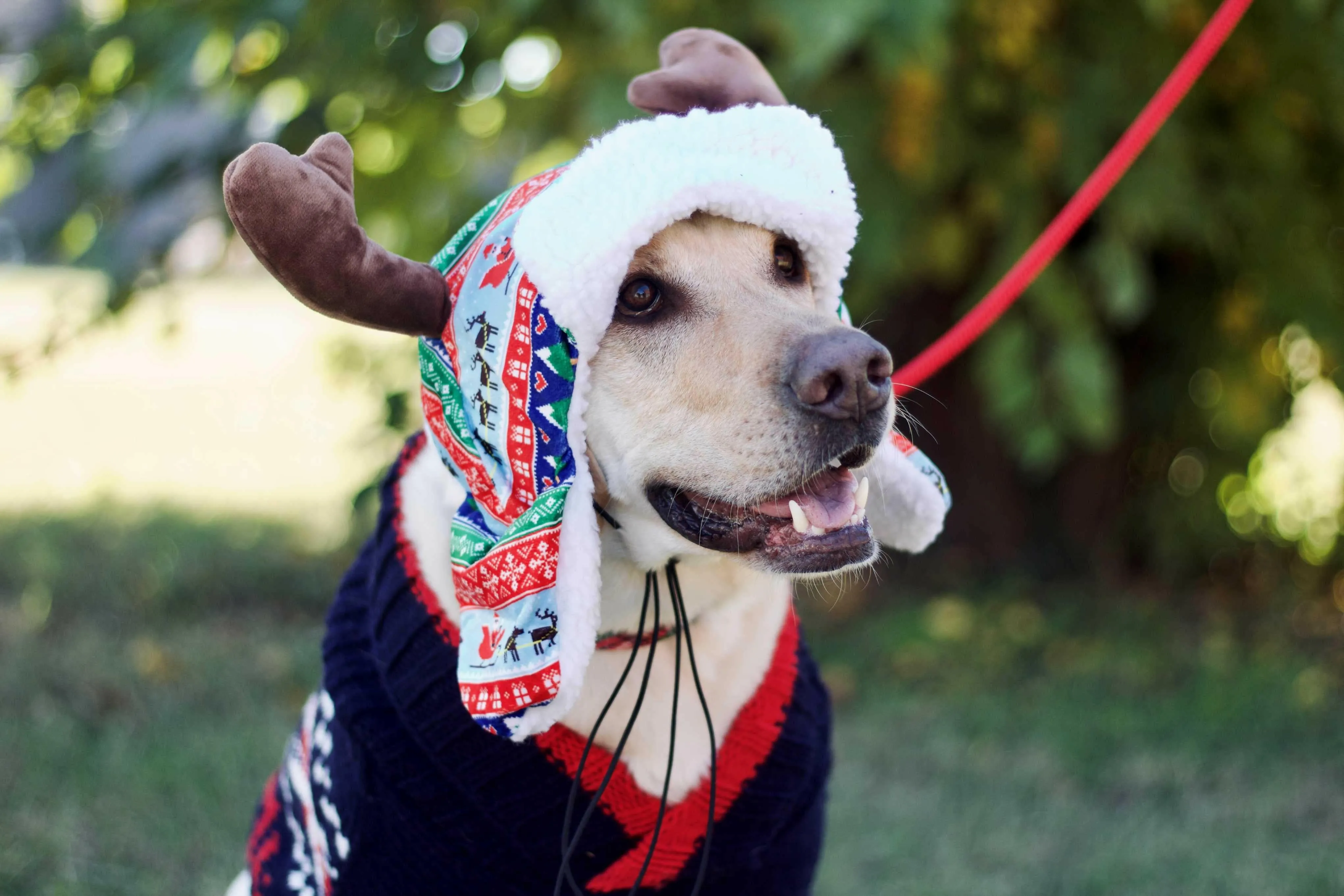 Holiday Dog Hat - Ugly Sweater Antler